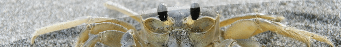 La course folle du crabe