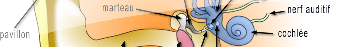 L'ouïe