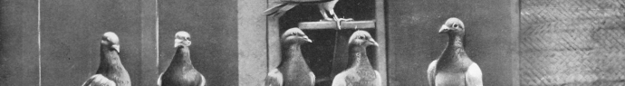 Les exploits du pigeon