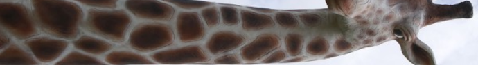 Le nerf de la girafe