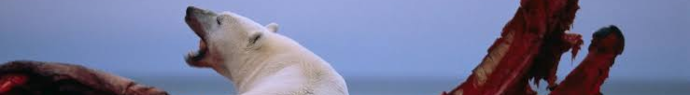 Les ours Arctiques