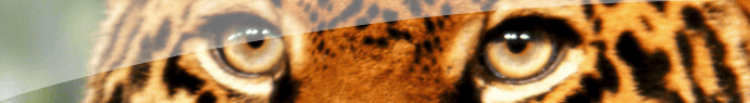 Félins d'Afrique : jaguars, léopards, guépards