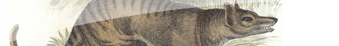 Les animaux exterminés par l'homme : le thylacine