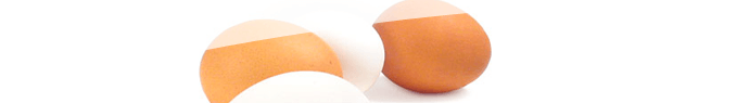 Oeuf dur et oeuf cru