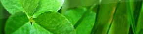 Les trèfles quadrifoliés