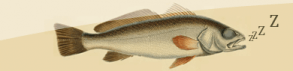 Le sommeil des poissons