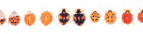 Les coccinelles asiatiques