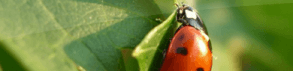 Faisons le point sur les coccinelles