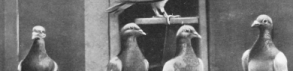 Les exploits du pigeon