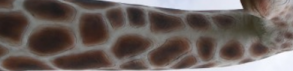 Le nerf de la girafe