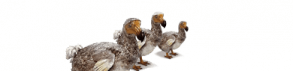 Les animaux exterminés par l'homme : le dodo