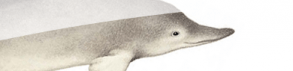 Les animaux exterminés par l'homme : Le dauphin de Chine
