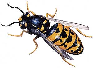guêpe