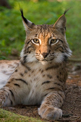 Un lynx