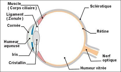 L'œil humain légendé, en coupe L'œil humain légendé, en coupe