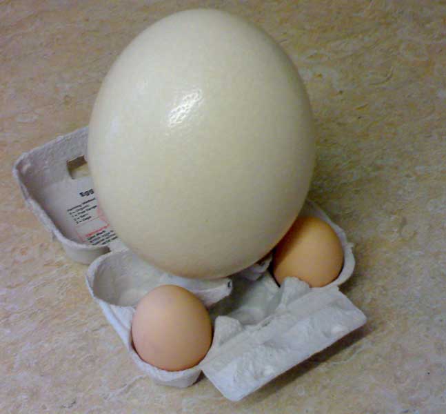 &OElig;uf d'autruche. source&nbsp;: dinosoria. com