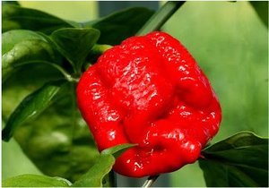 Trinidad Moruga Scorpion