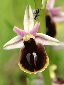 Ophrys