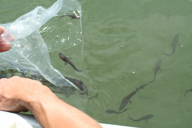 Garonne. Sauvegarde de l'esturgeon d'Europe