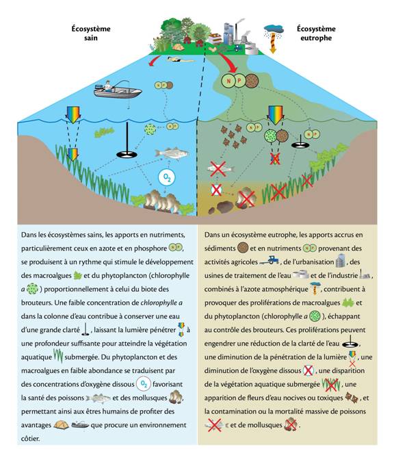 Eaux saines, et eaux eutrophes