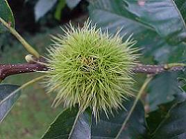 Une châtaigne dans sa bogue Une châtaigne dans sa bogue