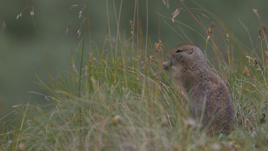 Image brute de capteur
