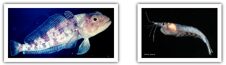 Le poisson des glaces et le krill