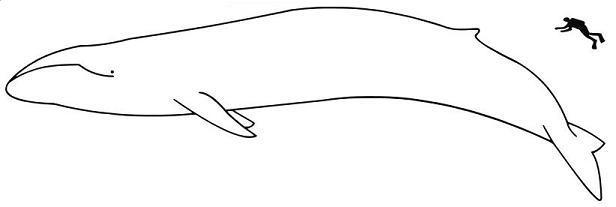 Comparaison de taille entre une baleine bleue et un être humain. 