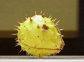 Un marron d'Inde dans sa bogue Un marron d'Inde dans sa bogue