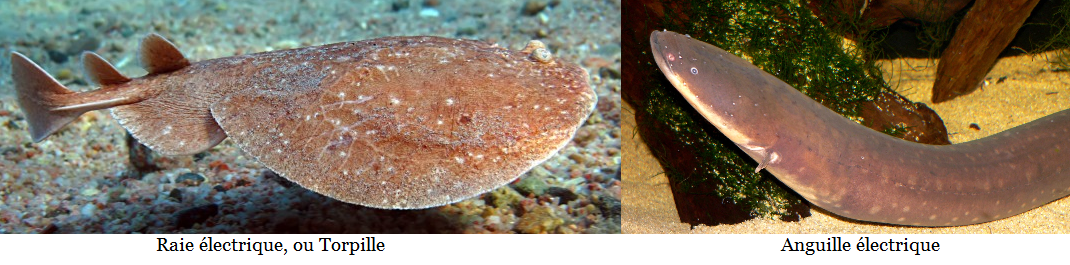 Deux poissons électriques parmi les plus connus, la torpille et l'anguille. Deux poissons électriques parmi les plus connus, la torpille et l'anguille.