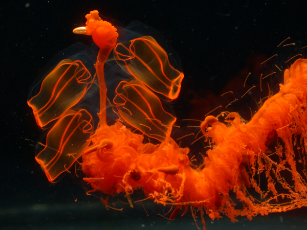 Siphonophore