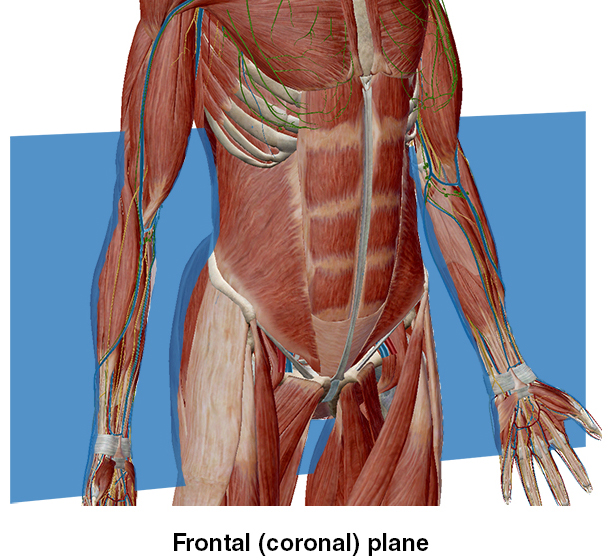 Muscles humains Muscles humains