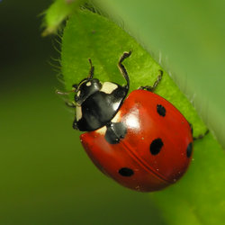 Une coccinelle