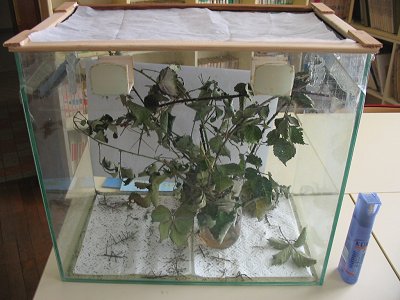 Vivarium de phasme