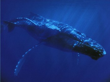 Baleine bleue