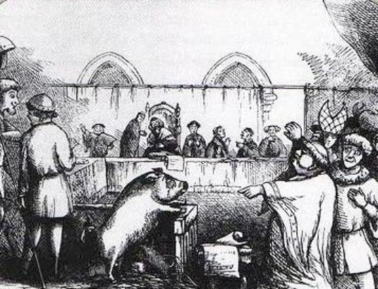Procès d'un porc