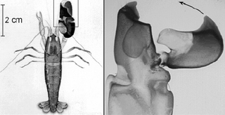 La crevette pistolet