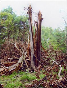 Les restes d'un arbre après le passage d'un éclair&hellip; 