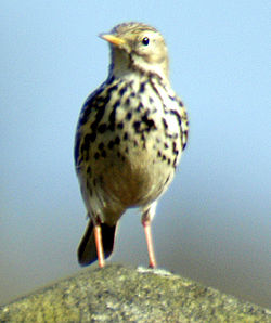 Pipit farlouse