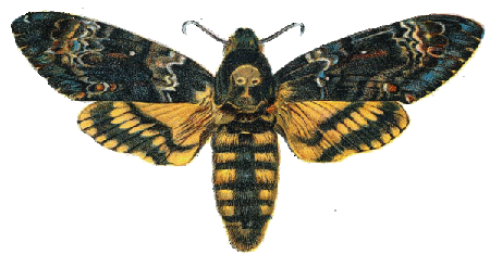 acherontia atropos