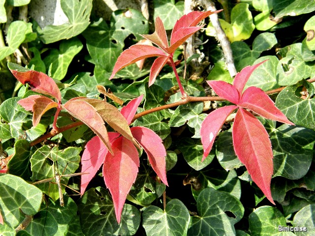 Parthenocissus