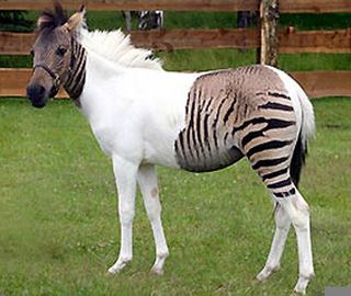 Zorse