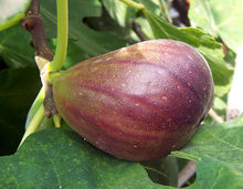 figues