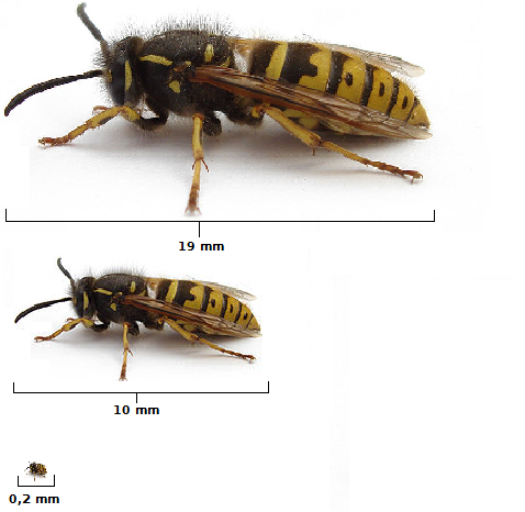 Comparatif de quelques tailles de guêpes (il s'agit de la même guêpe, c'est simplement pour vous donner une idée des différences de tailles). 
