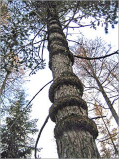 Un arbre à bouées&nbsp;? 