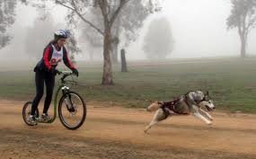 Pour entraîner un ou plusieurs chiens
