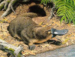 Un ornithorynque Un ornithorynque