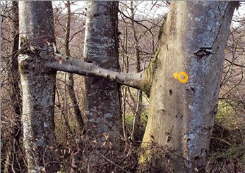 Le petit pont dans les branches