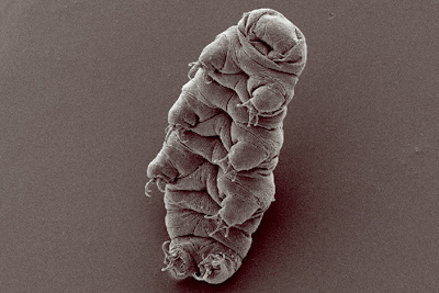 Le tardigrade&nbsp;! 