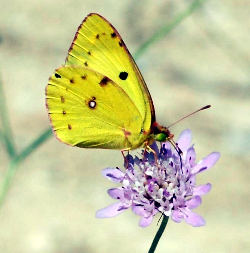 Un citron mâle (Gonepteryx rhamni). 